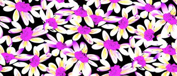 613758-太阳撇丝花 梅红