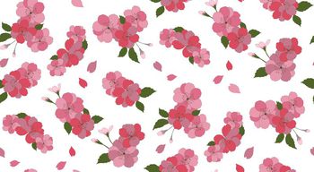 613918-樱花--白底