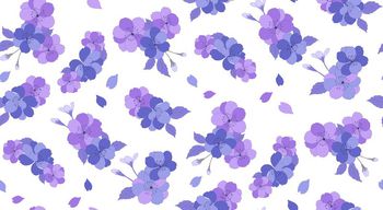 613919-樱花--白底紫色