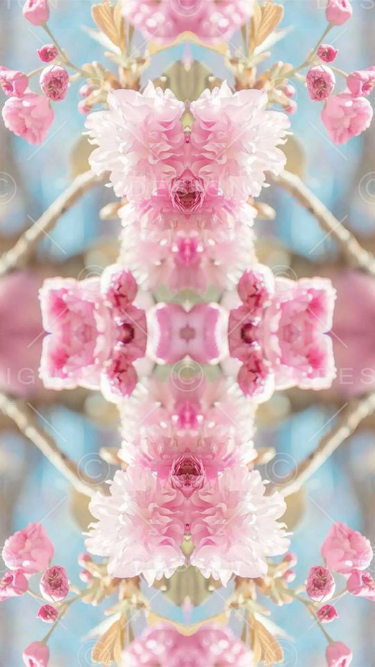 樱花印花华亿平台图片