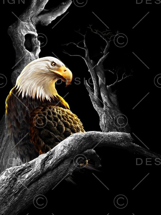 老鹰印花华亿平台图片