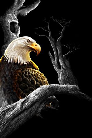 老鹰印花华亿平台图片