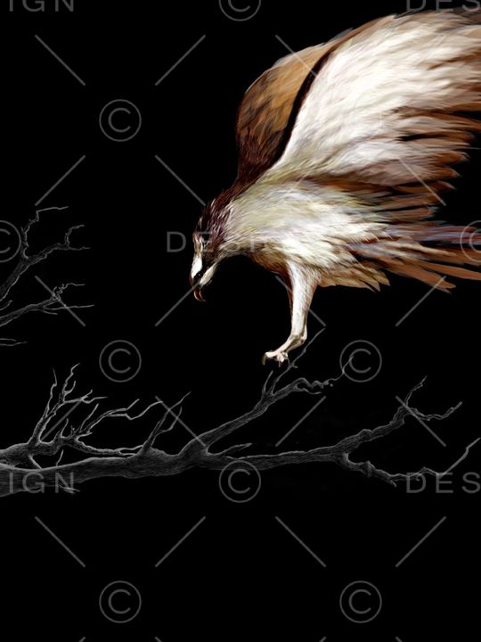 老鹰印花华亿平台图片