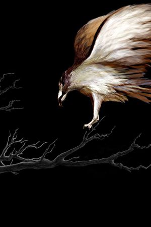 老鹰印花华亿平台图片