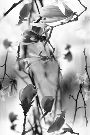 玉兰花印花华亿平台图片