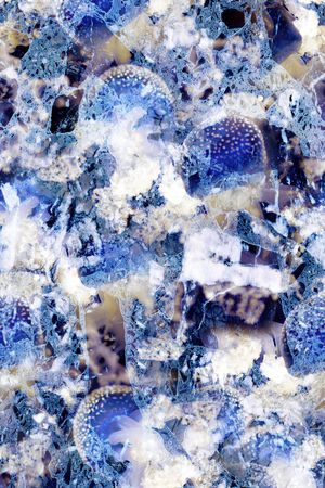 水母印花华亿平台图片