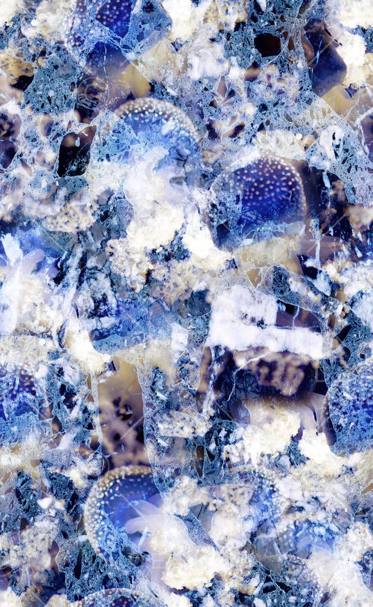 水母印花华亿平台图片