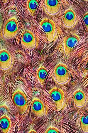 皮毛印花华亿平台图片