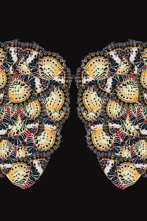 蝴蝶印花华亿平台图片