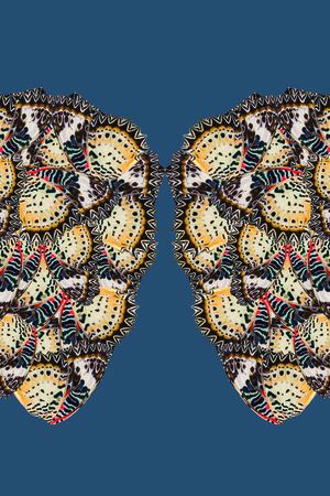 蝴蝶印花华亿平台图片