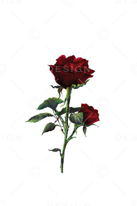 杜嘉班纳定位花印花华亿平台图片