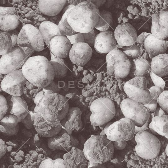 数码花印花华亿平台图片