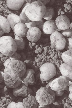 数码花印花华亿平台图片