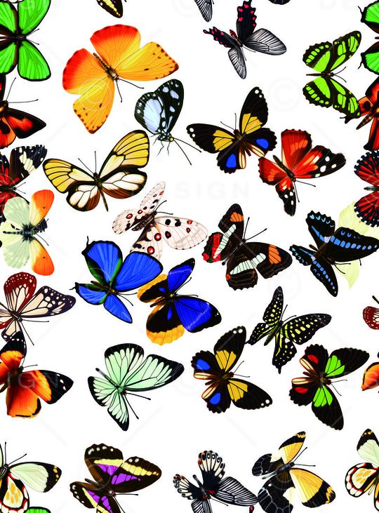 蝴蝶印花华亿平台图片