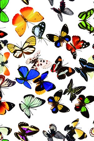 蝴蝶印花华亿平台图片