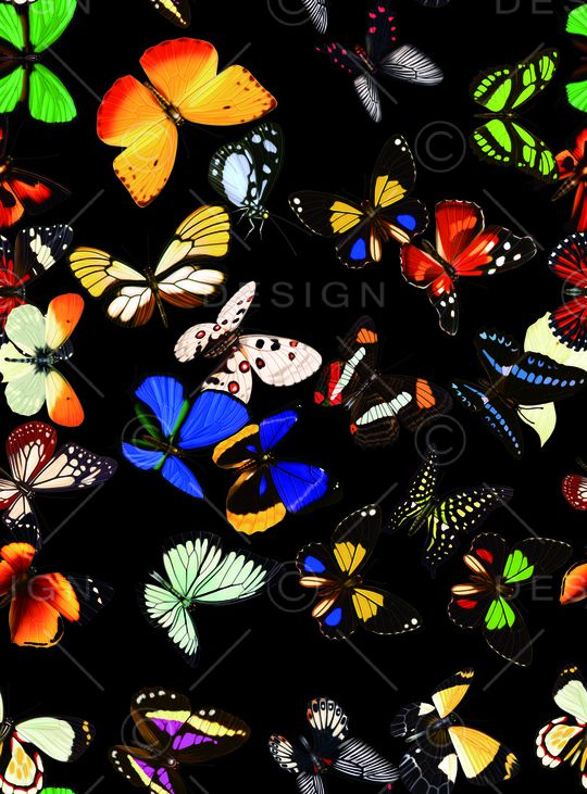 蝴蝶印花华亿平台图片