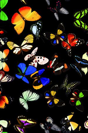 蝴蝶印花华亿平台图片