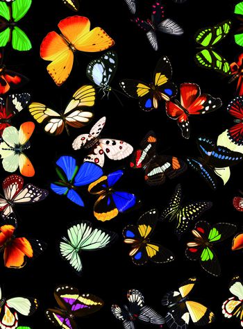 619001-多姿多彩的蝴蝶 黑色