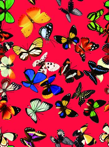 蝴蝶印花华亿平台图片