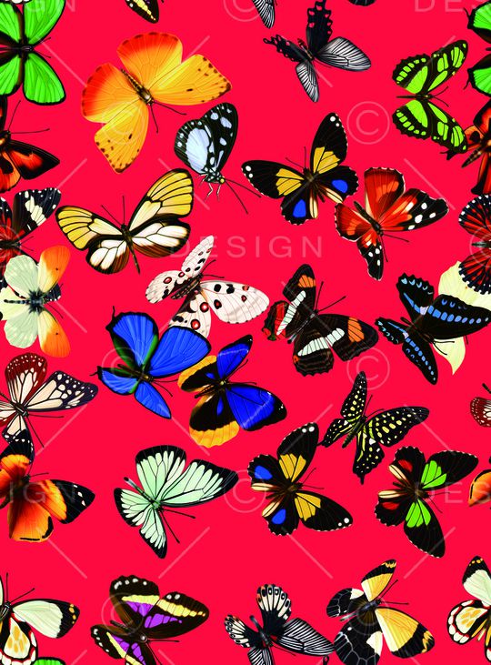 蝴蝶印花华亿平台图片