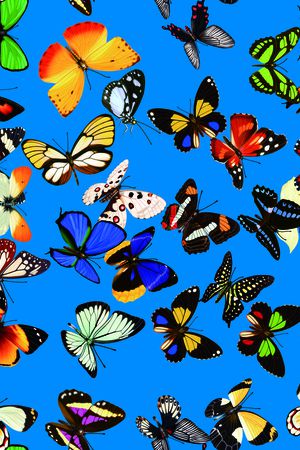 蝴蝶印花华亿平台图片