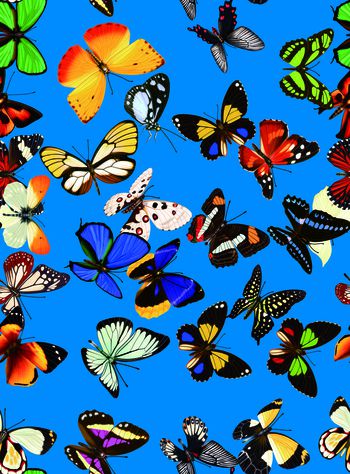 619003-多姿多彩的蝴蝶 蓝色