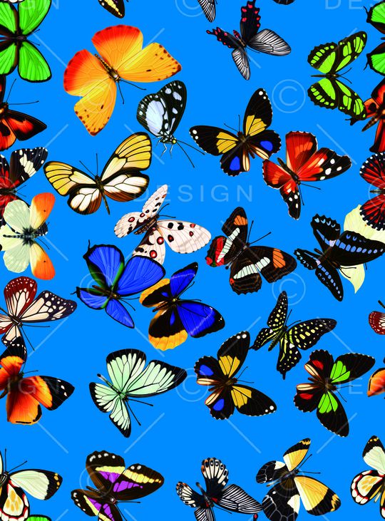 蝴蝶印花华亿平台图片