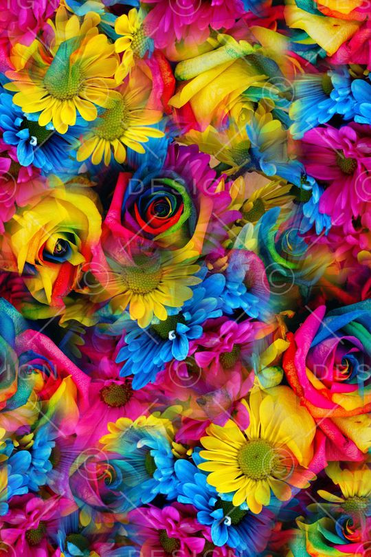 玫瑰印花华亿平台图片