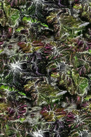 水彩印花华亿平台图片