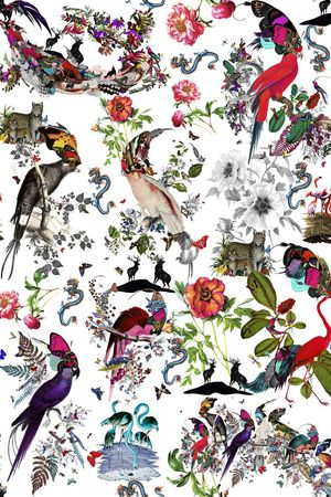 蝴蝶鸟印花华亿平台图片