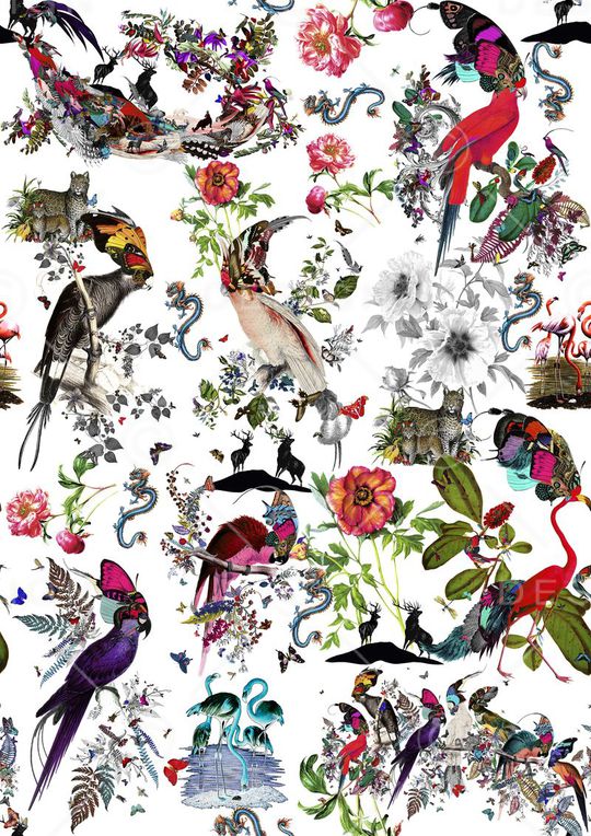 蝴蝶鸟印花华亿平台图片