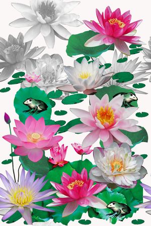 荷花印花华亿平台图片