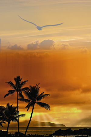 椰树印花华亿平台图片