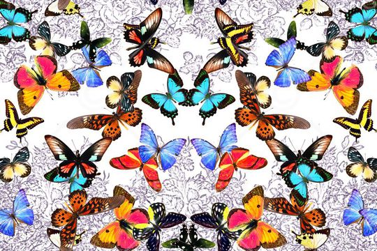 昆虫印花华亿平台图片