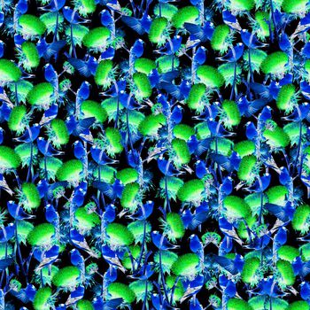 623805-小鸟扫把花蓝