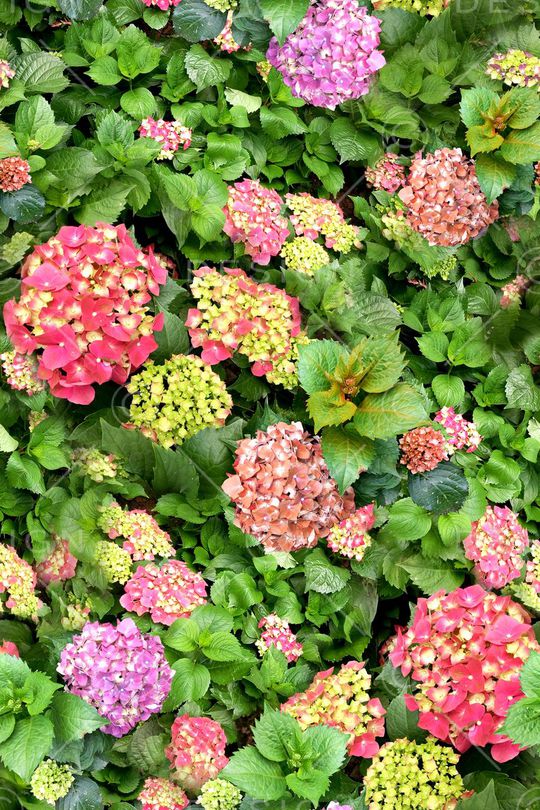 时尚印花华亿平台图片