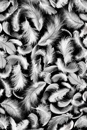 羽毛印花华亿平台图片