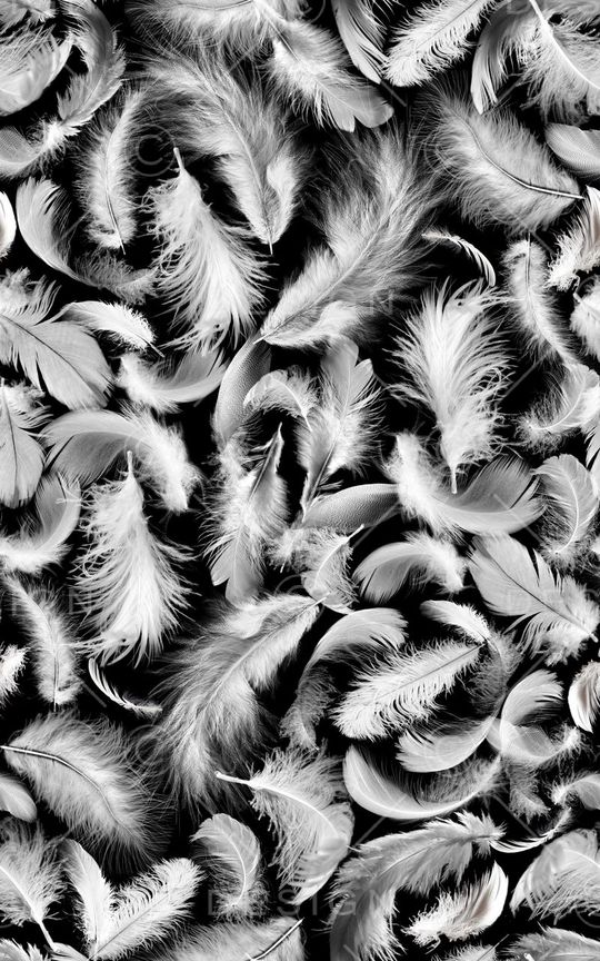 羽毛印花华亿平台图片