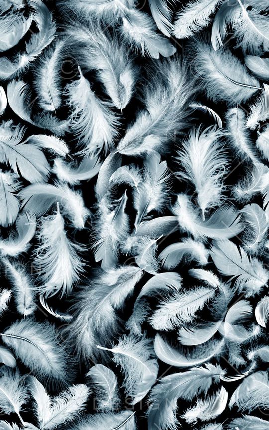 羽毛印花华亿平台图片