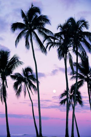 椰树印花华亿平台图片