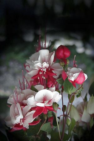 花朵印花华亿平台图片