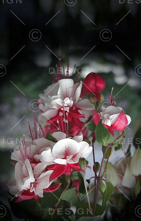 花朵印花华亿平台图片