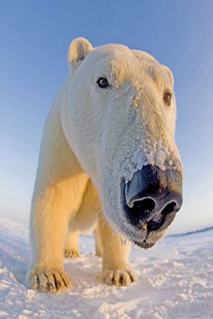 动物印花华亿平台图片