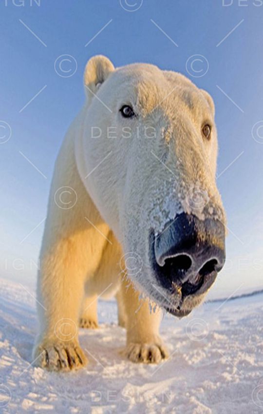 动物印花华亿平台图片