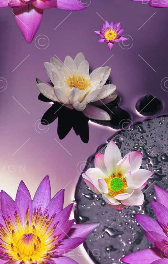 花朵印花华亿平台图片