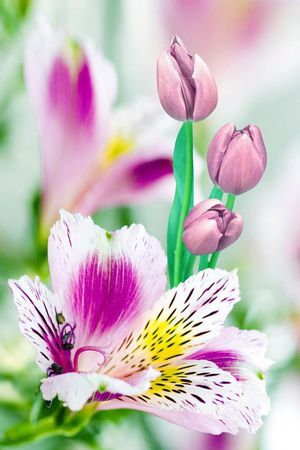 花朵印花华亿平台图片