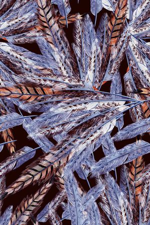 羽毛印花华亿平台图片