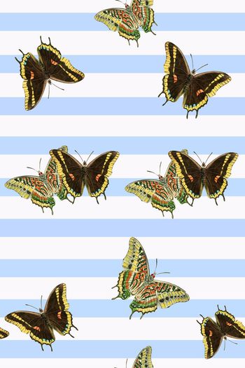 626678-条纹蝴蝶01