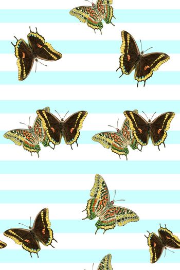 626680-条纹蝴蝶03