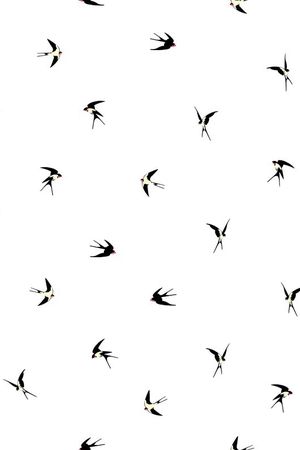 2017年男装衬衫满版燕子华亿平台设计印花华亿平台图片